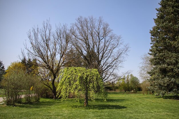 Paisaje de primavera en el jardín botánico a principios de mayo