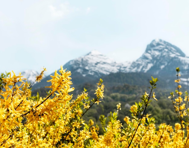 Paisaje de primavera o verano con flores amarillas de forsythia contra picos montañosos nevados