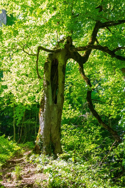 Paisaje de primavera o verano con un sendero forestal y un viejo árbol pintoresco con un hueco