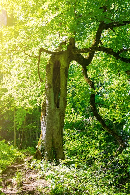 Paisaje de primavera o verano con un sendero forestal y un viejo árbol pintoresco