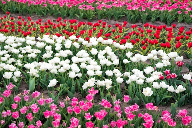 Paisaje de primavera parque país de tulipanes belleza del campo floreciente famoso festival de tulipanes Fondo de la naturaleza grupo de coloridos tulipanes de vacaciones macizo de flores Campos de tulipanes en flor Colección de verano