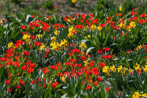Paisaje de primavera con prado de flores de tulipán y narciso en el parque