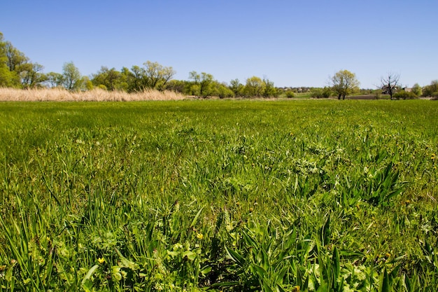 Paisaje de primavera con prado verde y árboles.