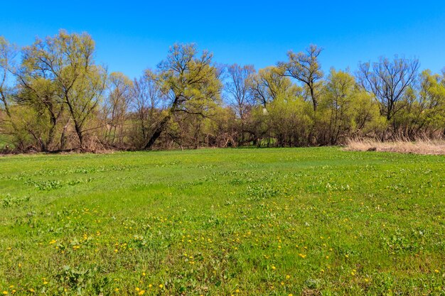 Paisaje de primavera con prado verde y árboles.