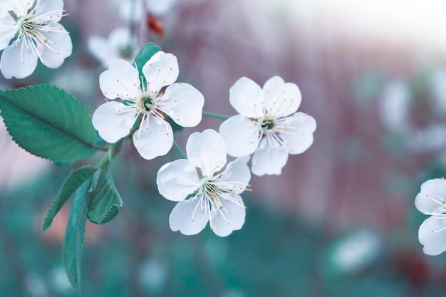 Paisaje de primavera Rama floreciente cereza naturaleza