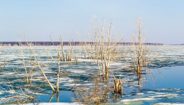 Paisaje de primavera en el río con hielo derretido y árboles sin hojas.