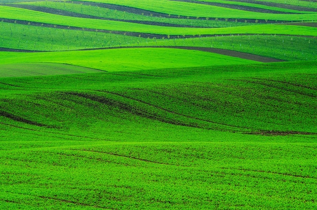 Foto paisaje de primavera rural con campos de rayas verdes y olas, moravia del sur, república checa, fondo estacional natural