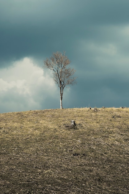 Foto paisaje de primavera con una vista del árbol muerto en una colina