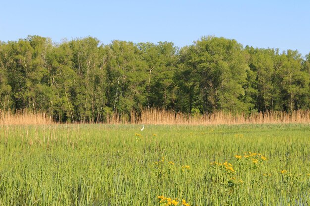 Paisaje de primavera