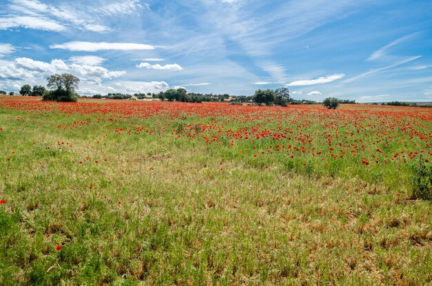 Paisaje primaveral con amapolas rojas en flor en un campo en Castilla La Mancha España