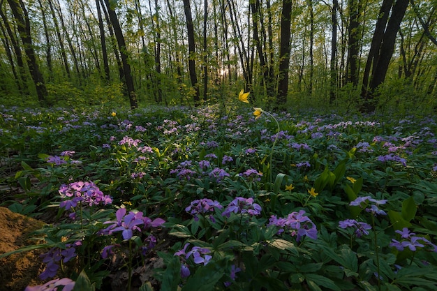 Foto paisaje primaveral con bosques. bosque de verano con flores y hojas verdes.
