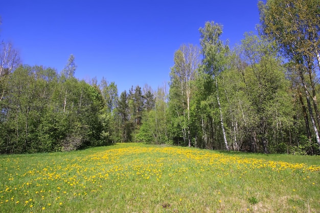 Paisaje primaveral en el campo Hierba verde y cielo azul