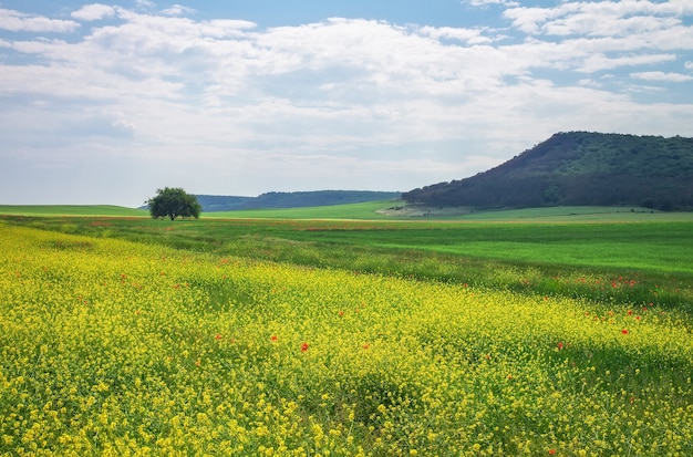 Paisaje primaveral, composición de la naturaleza. Árbol solitario, flores de colores en el campo y la montaña.