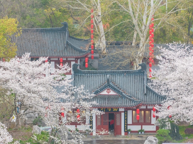 Paisaje primaveral del East Lake Cherry Blossom Garden en Wuhan Hubei China