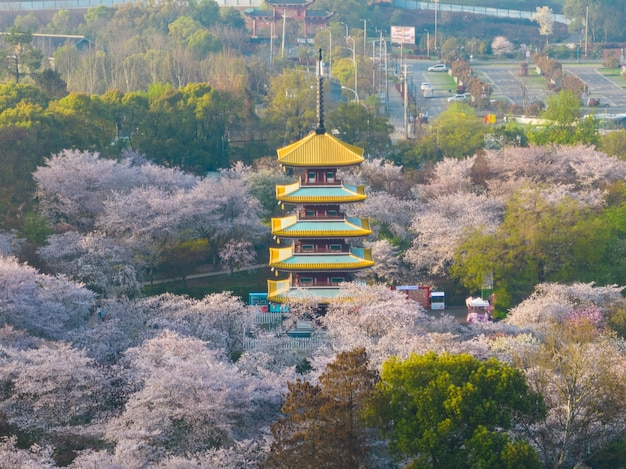 Paisaje primaveral del East Lake Cherry Blossom Garden en Wuhan Hubei China