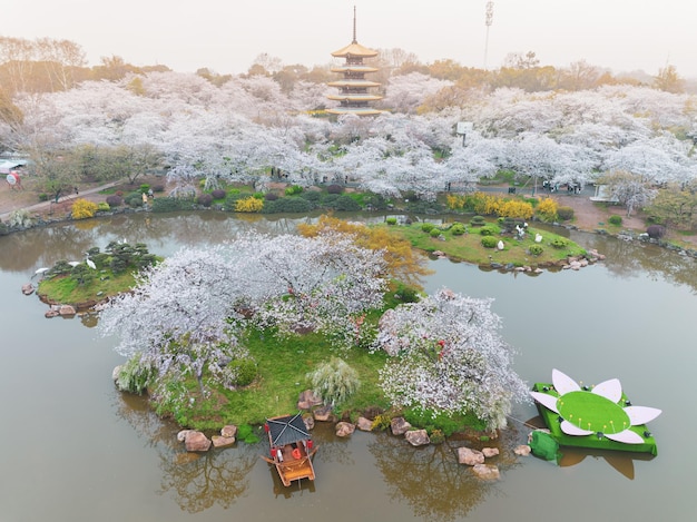 Paisaje primaveral del East Lake Cherry Blossom Garden en Wuhan Hubei China