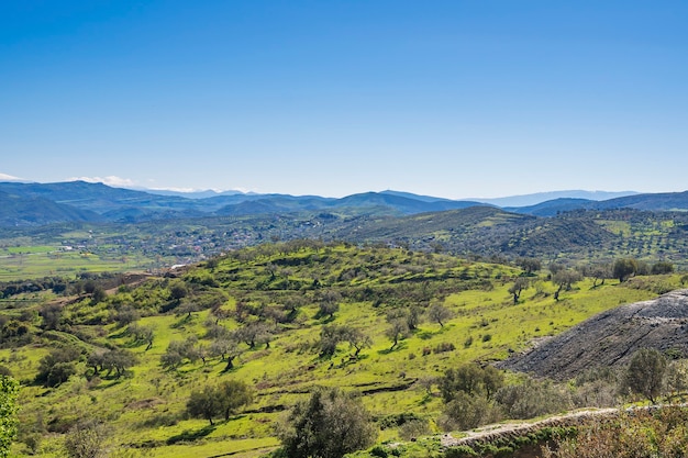 Paisaje primaveral europeo con plantas de aceitunas en Albania