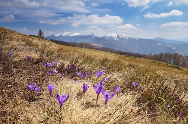 Paisaje primaveral con flores de azafrán en un valle de montaña. Montañas de los Cárpatos, Ucrania, Europa