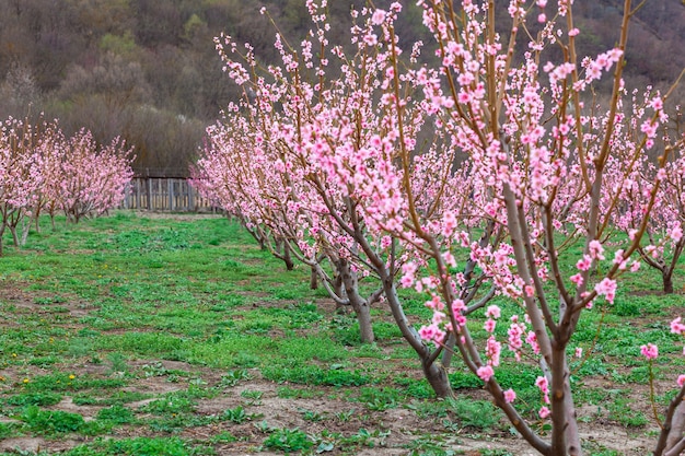 Paisaje primaveral con huertos de melocotoneros en el campo, Georgia