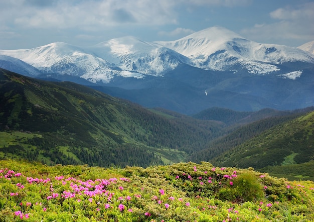 Paisaje primaveral en las montañas con flores de rododendro