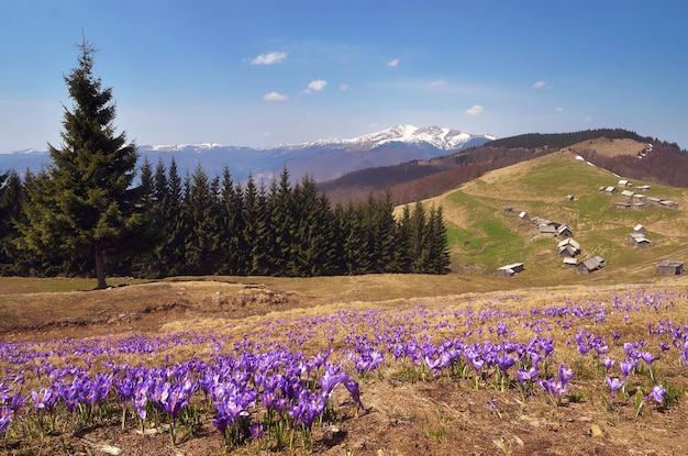 Paisaje primaveral en las montañas. Primeras flores de azafrán. Ucrania, montañas de los Cárpatos