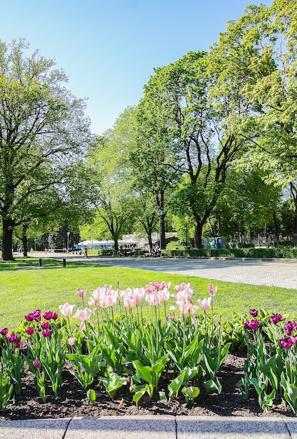 Paisaje primaveral en parque urbano