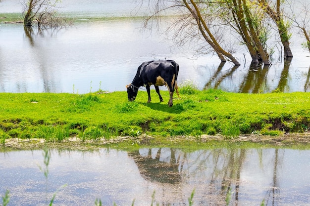 Paisaje primaveral con una vaca pastando junto al río. Árboles en el agua del río, que se desbordó por las inundaciones