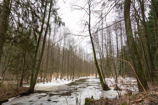 Paisaje primaveral viejo bosque a lo largo de la orilla del río Gruesos troncos de árboles están cubiertos de musgo Sobre todo en la hierba se encuentra la última nieve sucia Hielo en el río