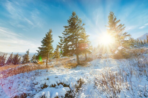 Paisaje de puesta de sol de invierno hermoso fondo de noche fría Impresionante vista de bosque de invierno Rayos de sol nieve azul claro Cielo nublado naranja perfecto Escena de la naturaleza de Navidad Escarcha Carretera de invierno Árboles altos