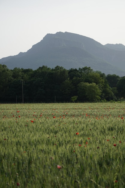 Foto paisaje de puigsacalm, garrotxa