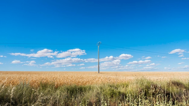 Paisaje que muestra un campo de cereal y una torre eléctrica con cielo azulado y espacio para copiar