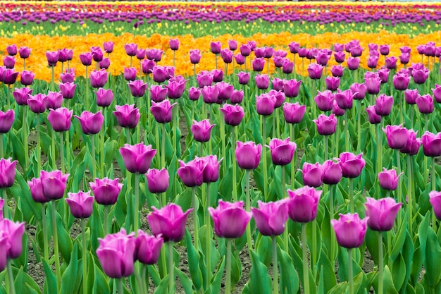 El paisaje del ramo holandés de tulipanes púrpuras y amarillos florece en Países Bajos.