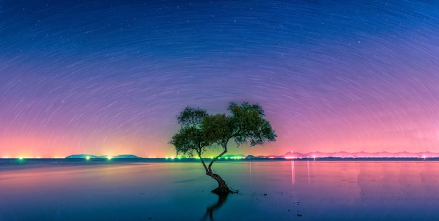 Paisaje con el rastro de estrella sobre el árbol de manglar de silueta en el mar