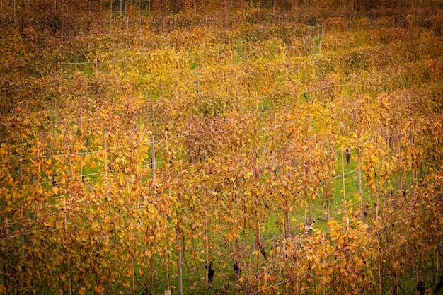 Paisaje de la región vinícola de Barolo