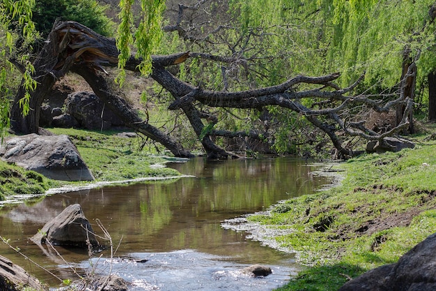 Paisaje de un río con un árbol caído
