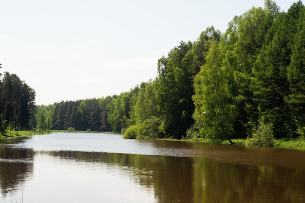 Un paisaje con un río y árboles forestales.