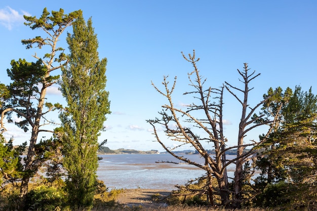 Paisaje de río de mareas en la Isla Norte de Nueva Zelanda