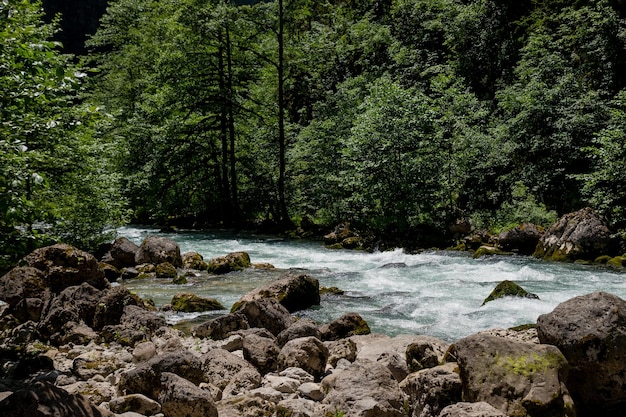 Paisaje con río de montaña entre bosque de abetos hermosa mañana soleada en primavera río herboso