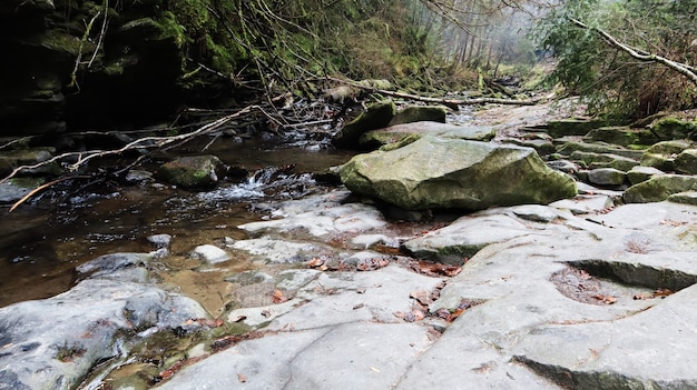 Paisaje de un río de montaña en el bosque a principios de otoño y finales de verano. agua en un arroyo natural. bosque hermoso y relajante con un río. Río profundo en bosque de montaña. Composición de la naturaleza.