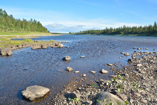 Paisaje de río de verano