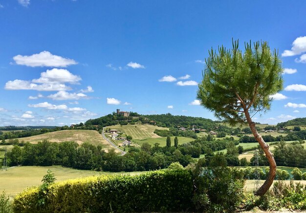 Foto paisaje rodante con árbol contra el cielo azul