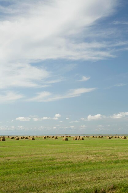 Paisaje con rollos de heno en un campo de verano