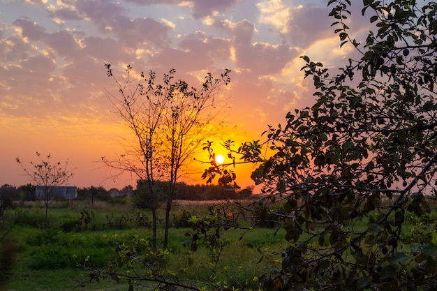 Paisaje rural al atardecer un campo con árboles con el telón de fondo de un hermoso cielo brillante