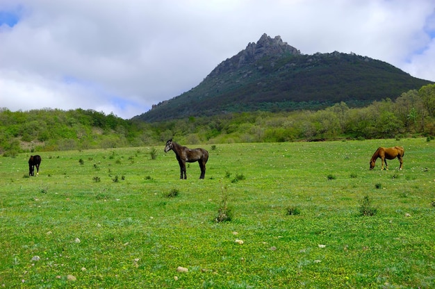 Paisaje rural con caballos pastando en un pasto en la cordillera de Crimea Ucrania