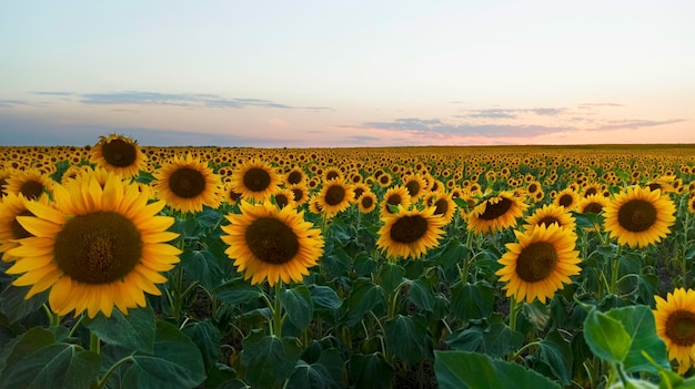 Paisaje rural del campo de girasoles dorados en flor mientras la puesta de sol en Ucrania