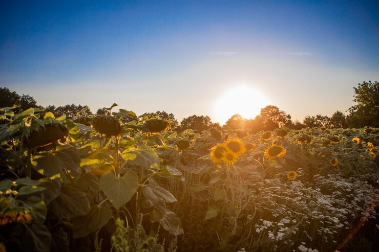 Paisaje rural de campo de girasoles dorados florecientes mientras se pone el sol