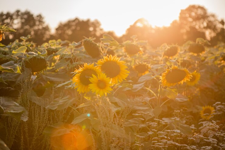 Paisaje rural de campo de girasoles dorados florecientes mientras se pone el sol