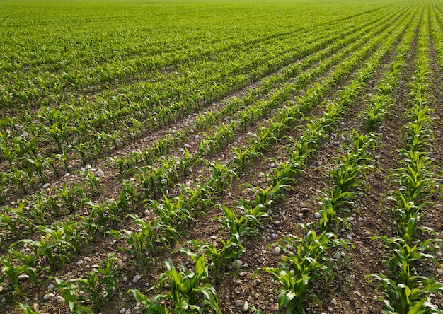 Paisaje rural campo de jóvenes plantas de maíz verde que crecen bajo el agradable sol de la tarde en