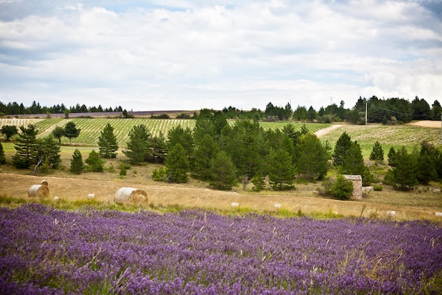 Paisaje rural con campo de lavanda y fardos de paja en Provenza Francia Disparo con enfoque selectivo