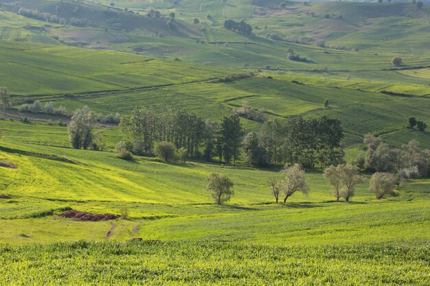 paisaje rural con campo de trigo